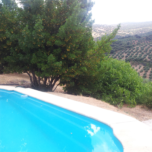 una piscina en medio del olivar