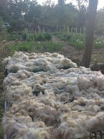En busca de la lana
