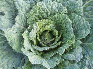 repollo - Mundo Lanar