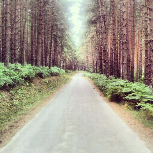 Carreterita secundaria atravesando un bosque de pinos