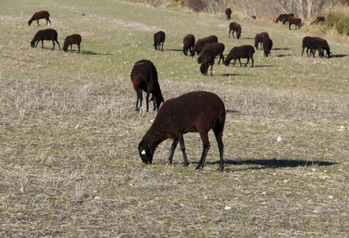 oveja negra manchega en peligro de extinción