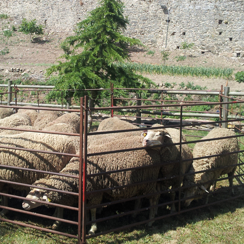 las ovejas en el redil en la Fiesta de la Trashumancia de Oncala