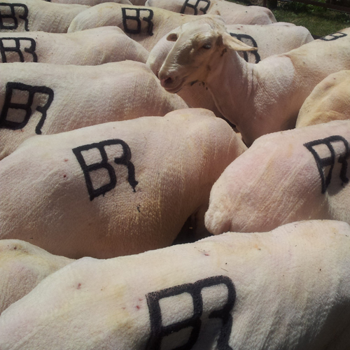 ovejas recién esquiladas Fiesta de la Trashumancia de Oncala
