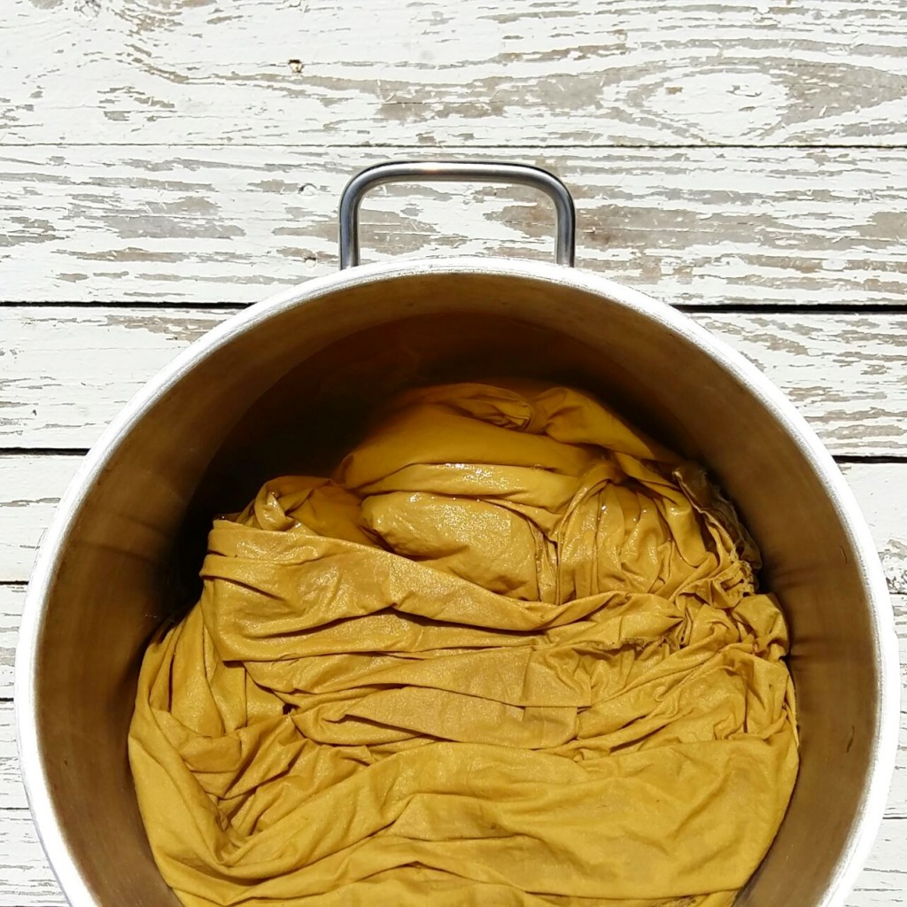 Algodón orgánico teñido con amarillo gualda_reseda luteola